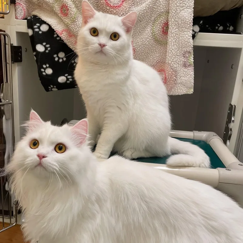 A young medium-sized male White Persian cat named Sasha & Koshka for adoption in Friday Harbor, WA