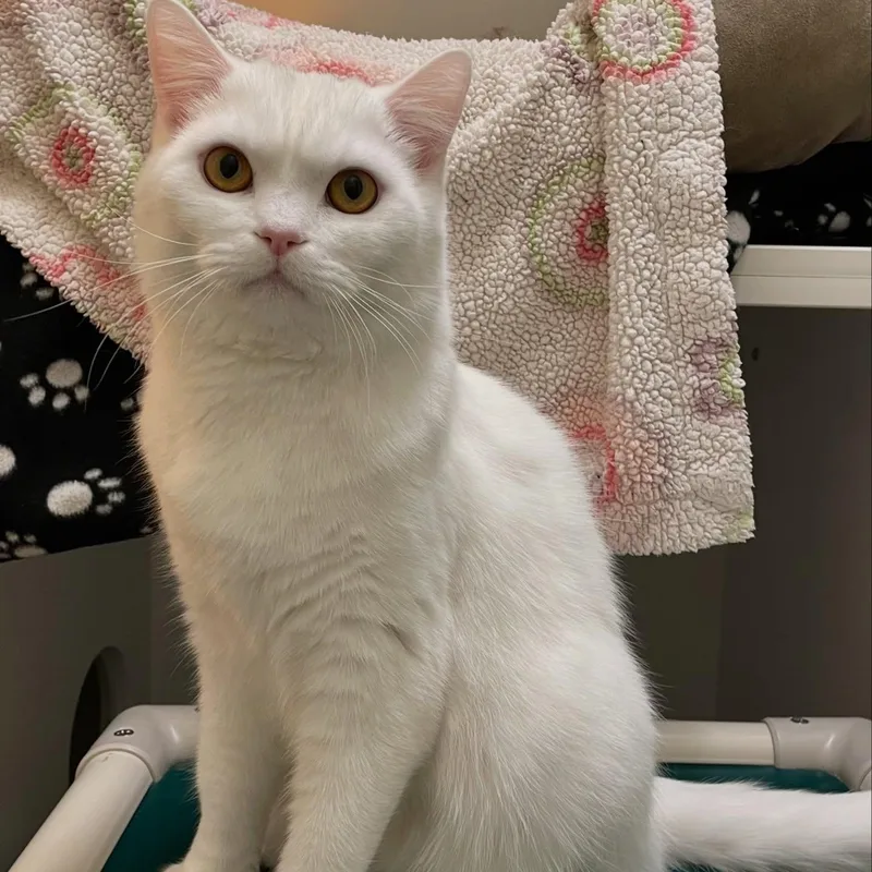 Sasha & Koshka thumbnail 2