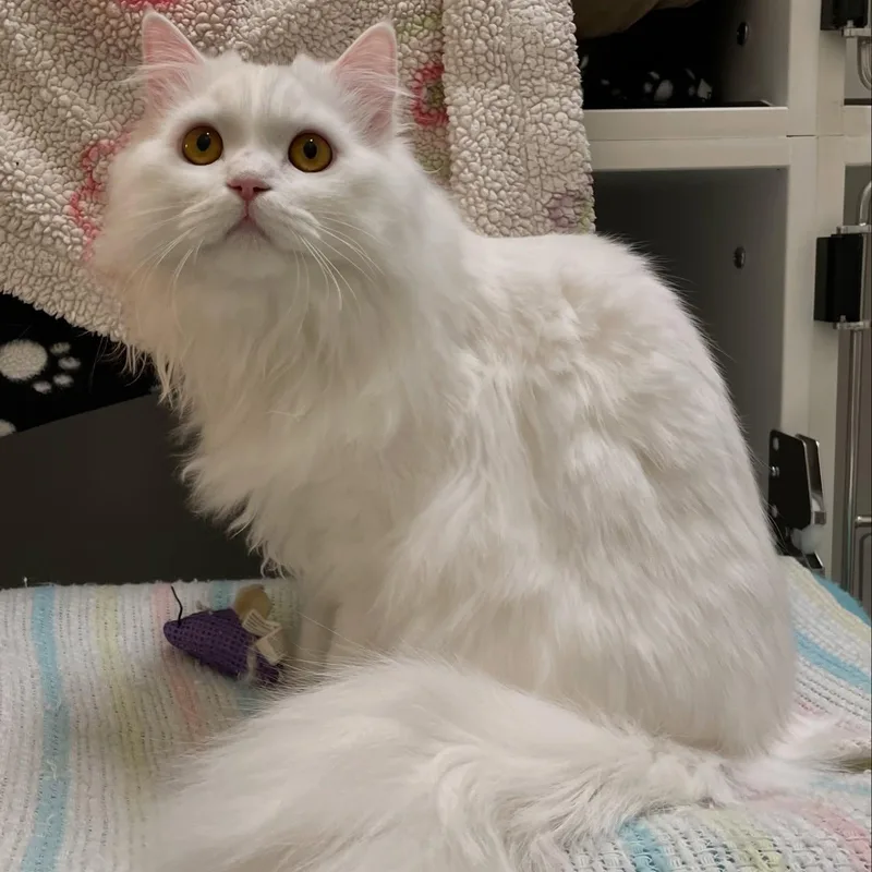 Sasha & Koshka thumbnail 3