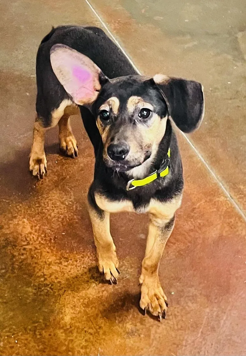 An adult medium-sized male Bicolor Beagle dog named Mickey for adoption in Council Bluffs, IA
