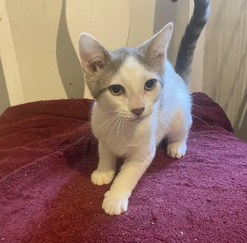 A baby small-sized female Domestic Short Hair cat named Gretta for adoption in Troy, NY