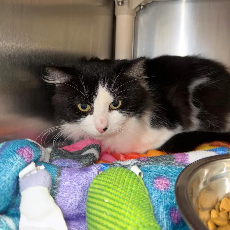 A young medium-sized male Domestic Medium Hair cat named Moonbeam for adoption in Fredericksburg, VA