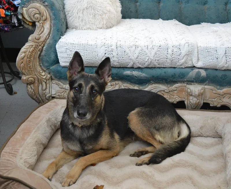 An adult medium-sized female Apricot / Beige German Shepherd Dog dog named Tamale for adoption in Jackson, LA