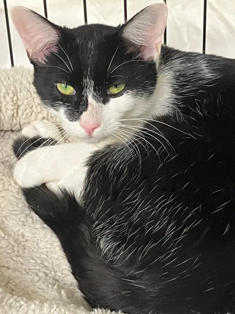 Shamrock thumbnail 2