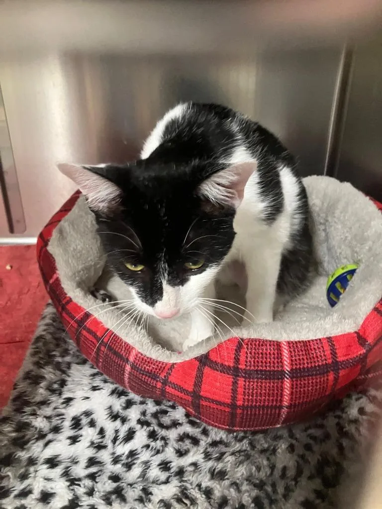 Shamrock thumbnail 3