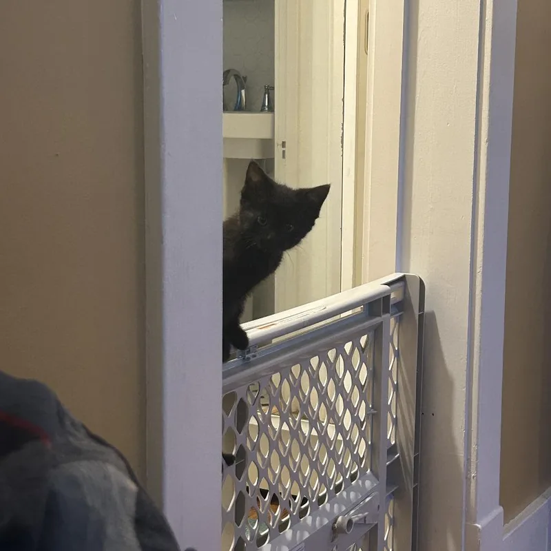 A baby small-sized female Black Domestic Short Hair cat named Sansa for adoption in Columbia, MO