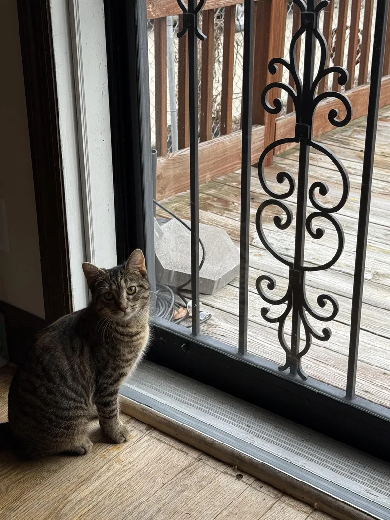 A young small-sized female Brown / Chocolate Domestic Short Hair cat named Sharpie for adoption in Dayton, OH