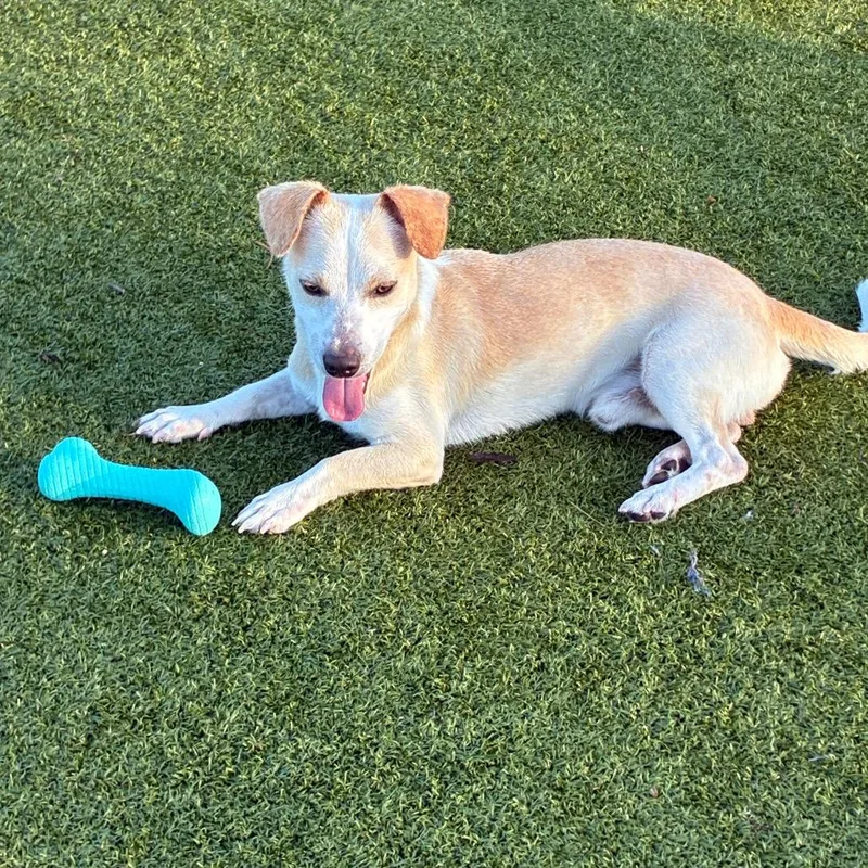 A young small-sized male Chihuahua dog named Banjo for adoption in Bryan, TX