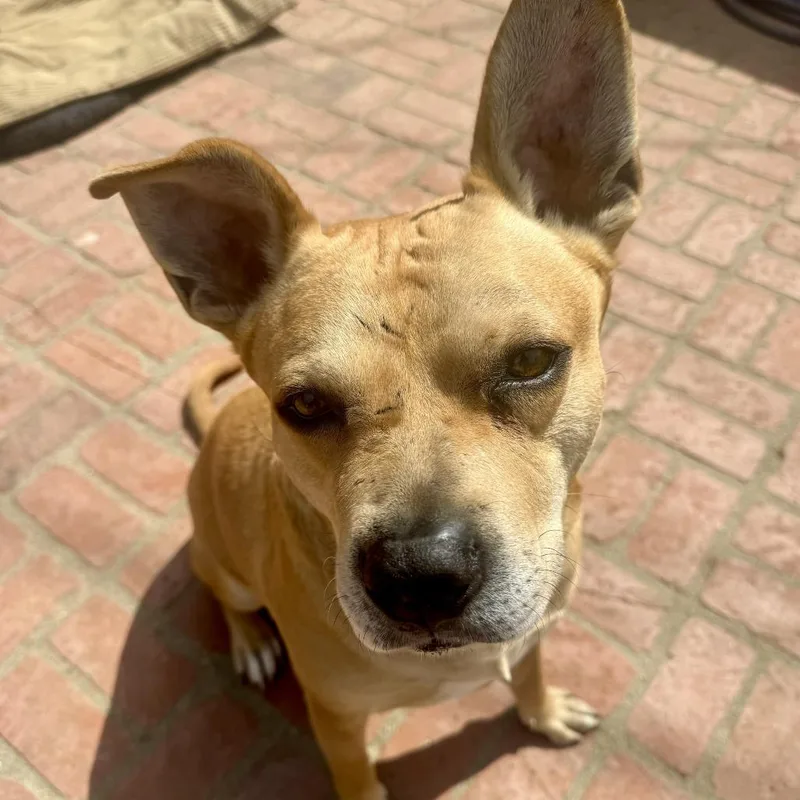 A senior large-sized male Yellow / Tan / Blond / Fawn Carolina Dog dog named Canelo for adoption in Rosemead, CA