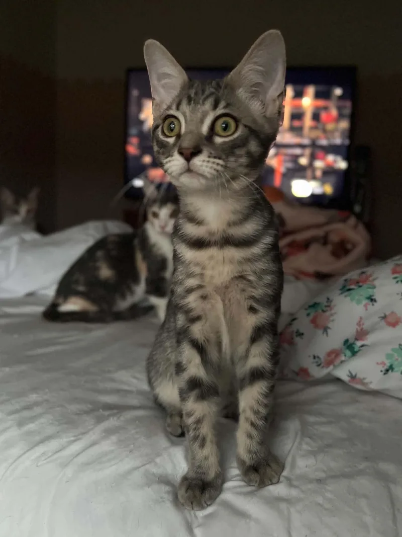 A baby medium-sized male Gray / Blue / Silver Domestic Short Hair cat named Manalo for adoption in Richmond, KY