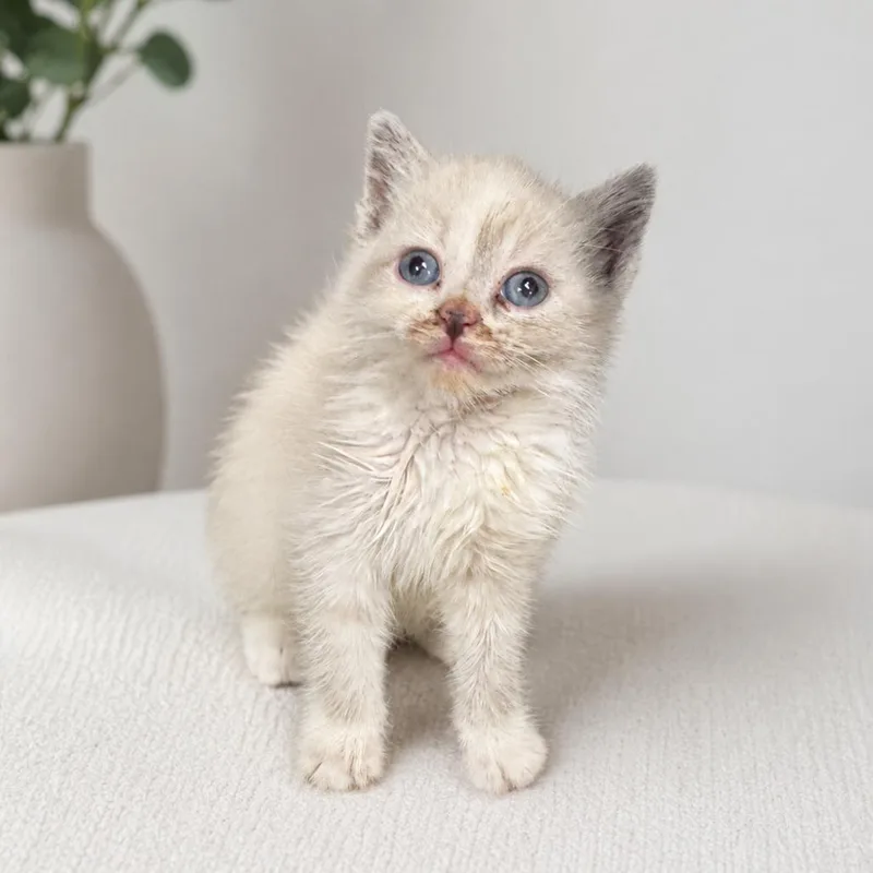 A baby small-sized female Cream / Ivory Domestic Short Hair cat named Clara for adoption in Redwood Falls, MN