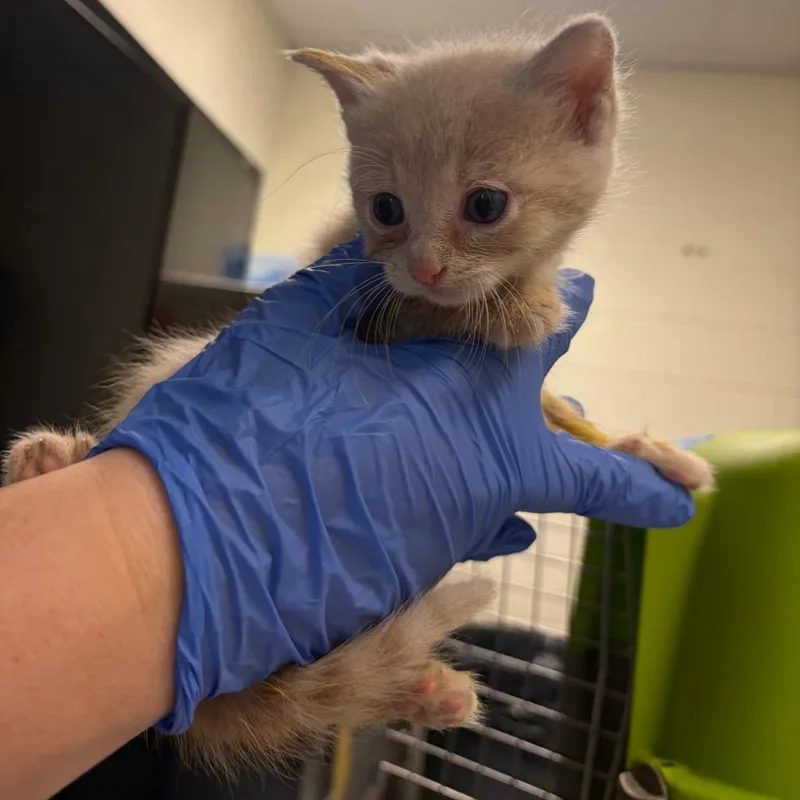 A baby small-sized male Buff / Tan / Fawn Domestic Short Hair cat named James P. Sullivan for adoption in Charlottesville, VA