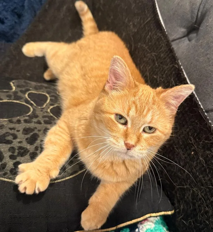 An adult medium-sized female Tabby (Orange / Red) Domestic Short Hair cat named Mahalia for adoption in Kalamazoo, MI