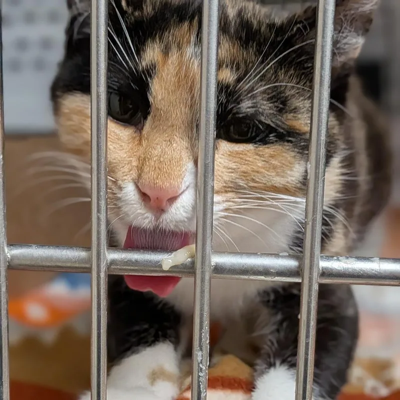 A young small-sized female Calico Domestic Short Hair cat named Sundae for adoption in Milan, IL