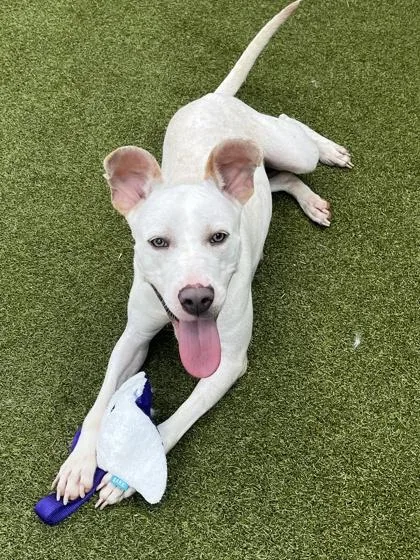 An adult large-sized female Pit Bull Terrier dog named Sunnyside for adoption in Atlanta, GA