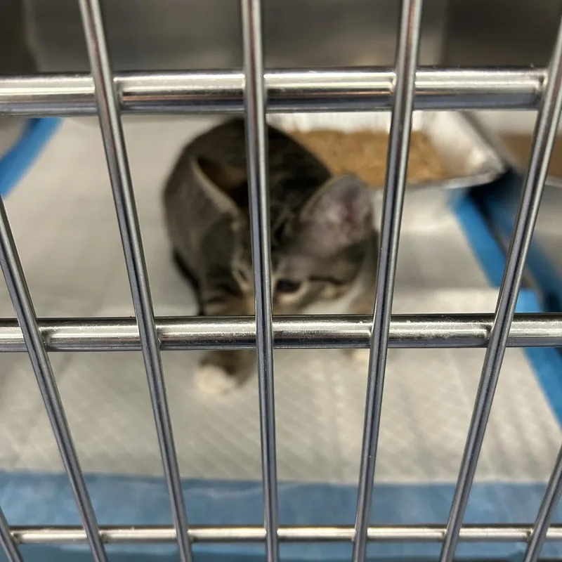 A young medium-sized male Gray / Blue / Silver Domestic Short Hair cat named FRISKY boy for adoption in Greensboro, NC