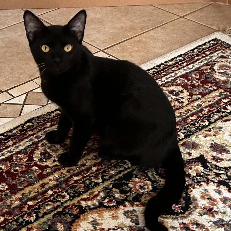 Caesar And Leo thumbnail 2