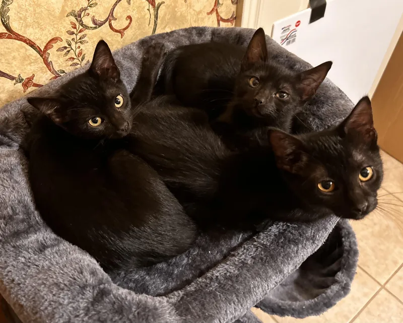 Caesar And Leo thumbnail 3