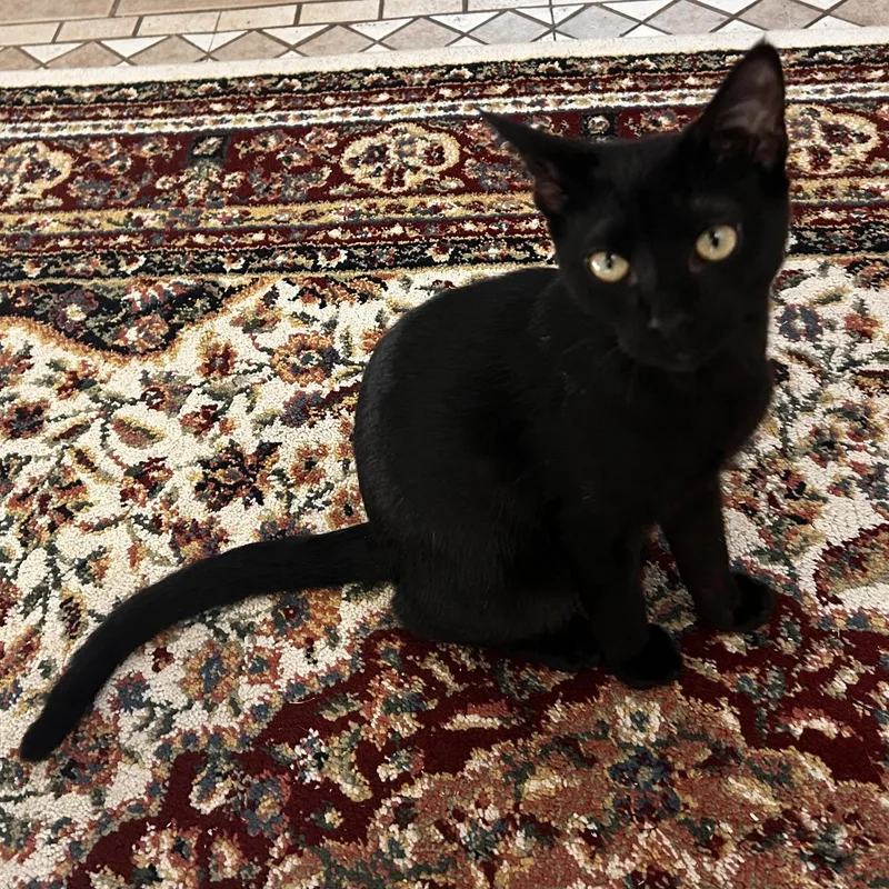 Caesar And Leo thumbnail 4