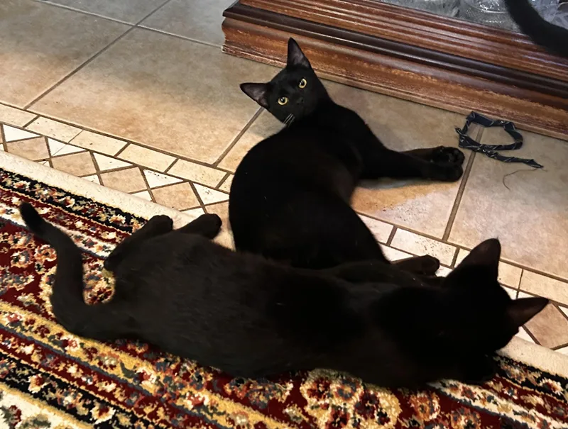 Caesar And Leo thumbnail 5