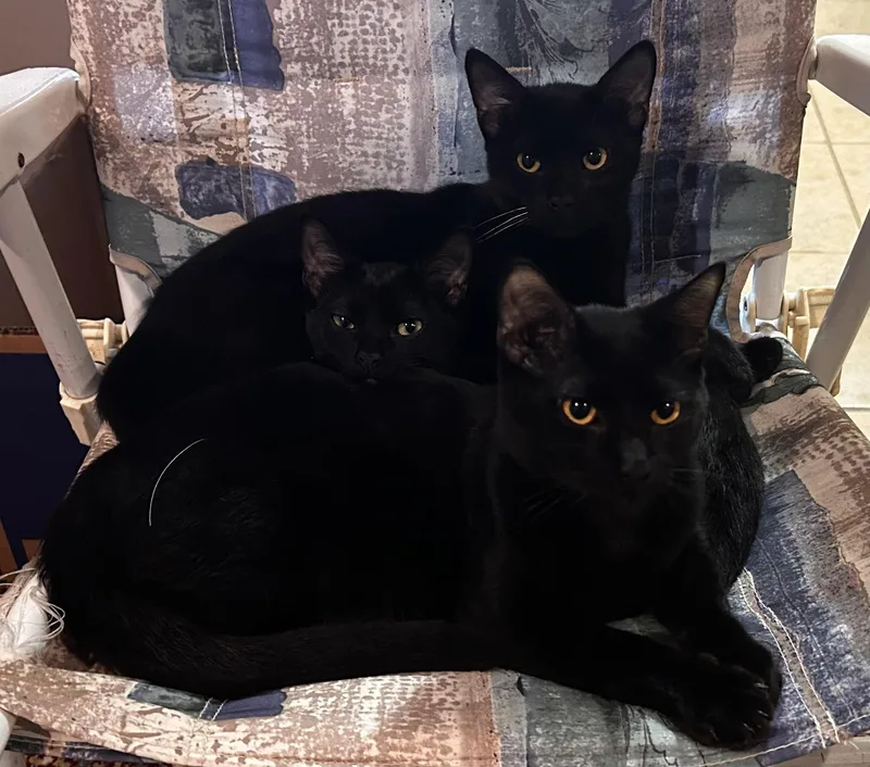 Caesar And Leo thumbnail 6