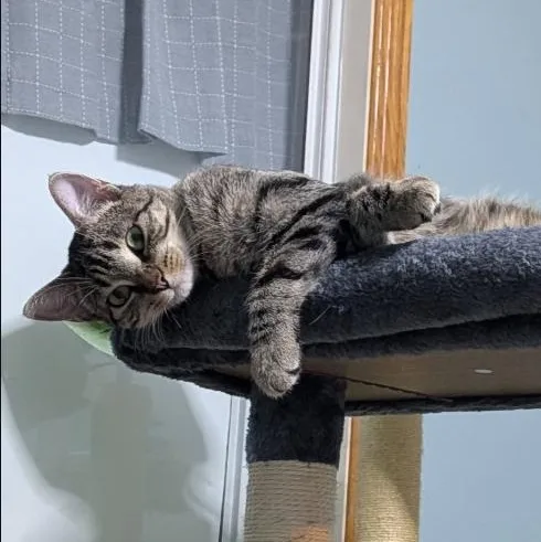A young medium-sized female American Shorthair cat named Padme for adoption in Plymouth, MN