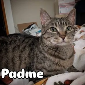 Padme thumbnail 2