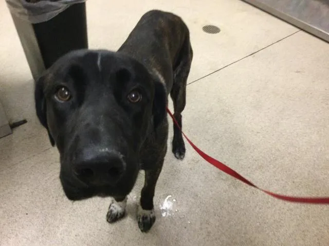An adult large-sized male Mastiff dog named Bullet for adoption in Riverside, CA