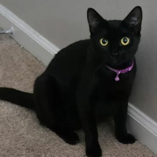 A young medium-sized female Black Domestic Short Hair cat named Winnifred for adoption in Tampa, FL