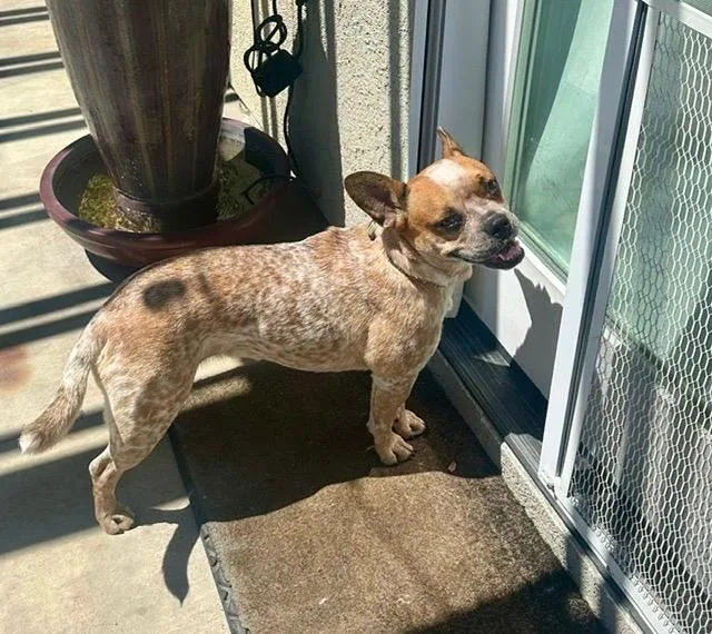 A young medium-sized female Red / Chestnut / Orange French Bulldog dog named Connie for adoption in San Diego, CA