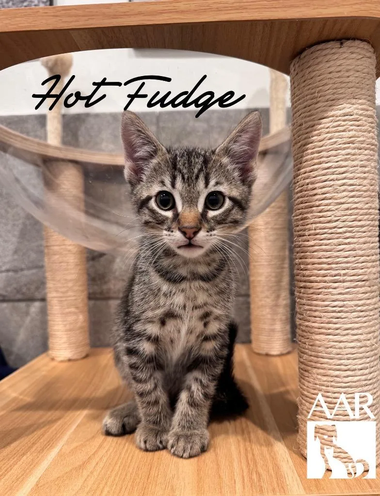 A baby small-sized male Domestic Short Hair cat named Hot Fudge for adoption in Magnolia, TX