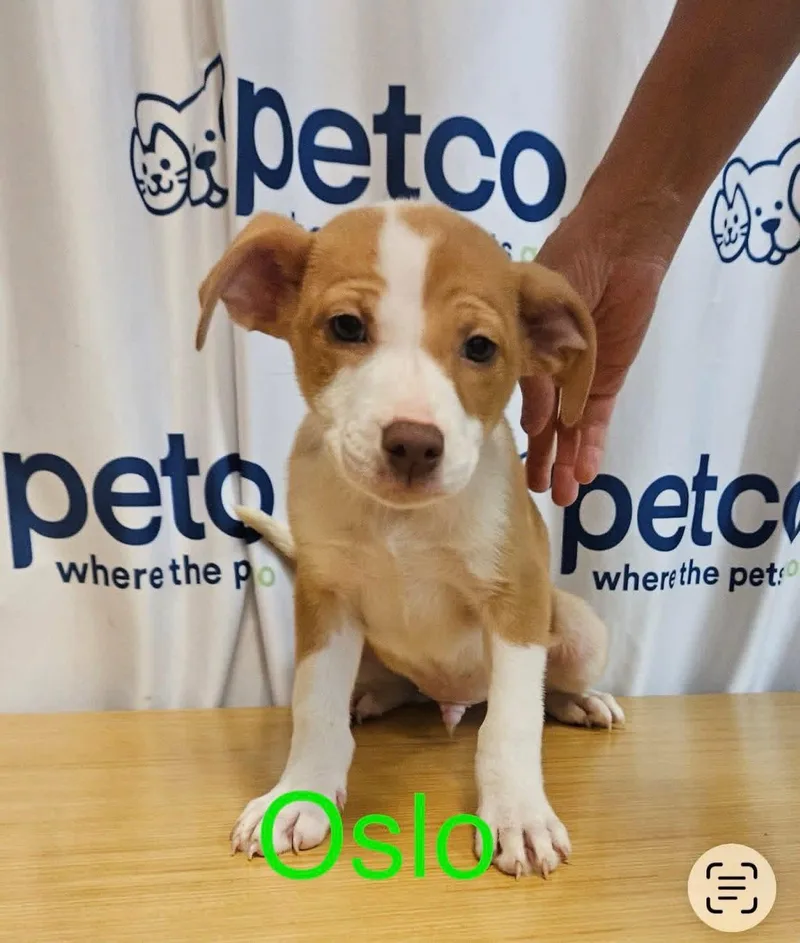 A baby medium-sized male Terrier dog named Oslo for adoption in Chattanooga, TN