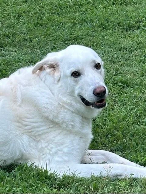 An adult large-sized male White / Cream Great Pyrenees dog named Beau Pyr Bridge for adoption in Spartanburg, SC