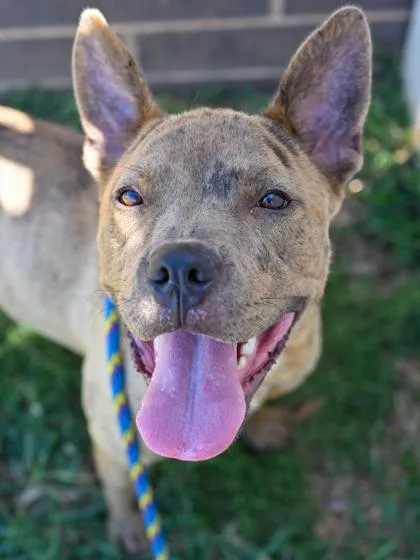 An adult medium-sized female Mixed Breed dog named Luanne for adoption in Chamblee, GA