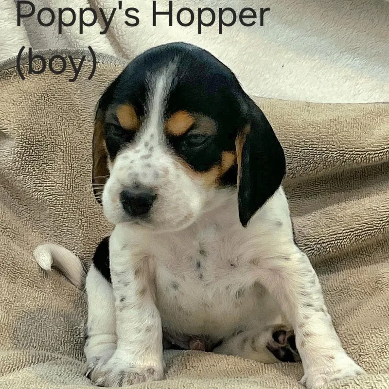 Hopper thumbnail 2