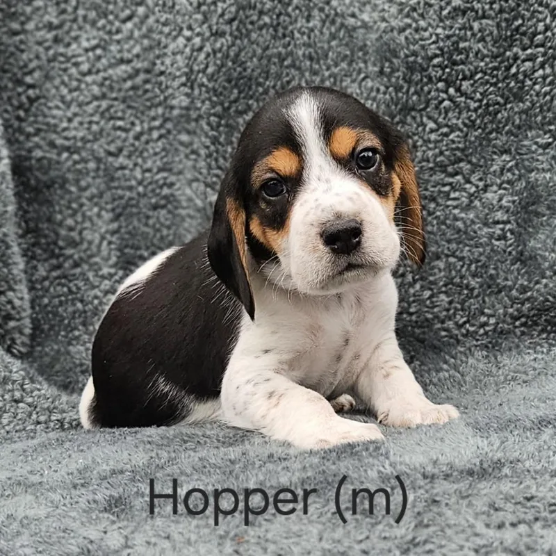 Hopper thumbnail 3