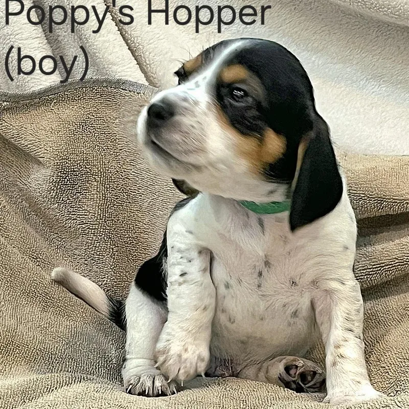 Hopper thumbnail 4