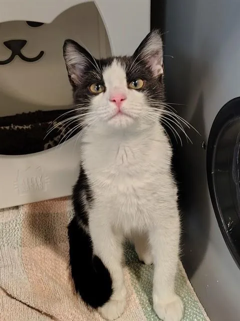 A baby medium-sized male Domestic Short Hair cat named Forklift for adoption in Leesburg, VA