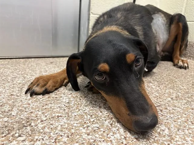 A young medium-sized female Doberman Pinscher dog named Lady for adoption in Colorado Springs, CO