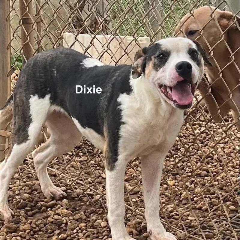 A young medium-sized female Black Mixed Breed dog named Dixie for adoption in Alexandria, VA