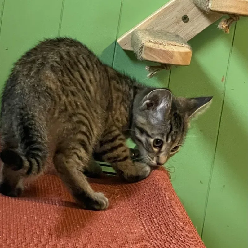 A baby small-sized female Black Domestic Short Hair cat named Venus for adoption in Bismarck, ND