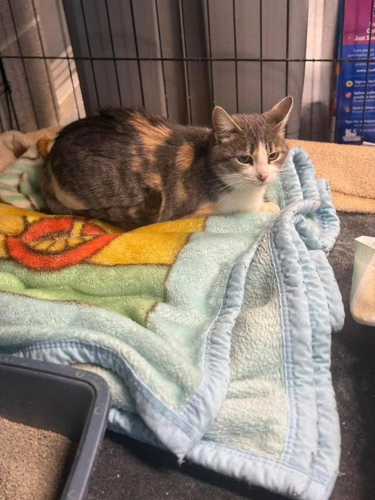 A young small-sized female Domestic Short Hair cat named Justine for adoption in Saint George, UT