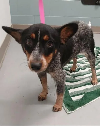An adult medium-sized female Cattle Dog dog named Minnie for adoption in Kansas City, MO
