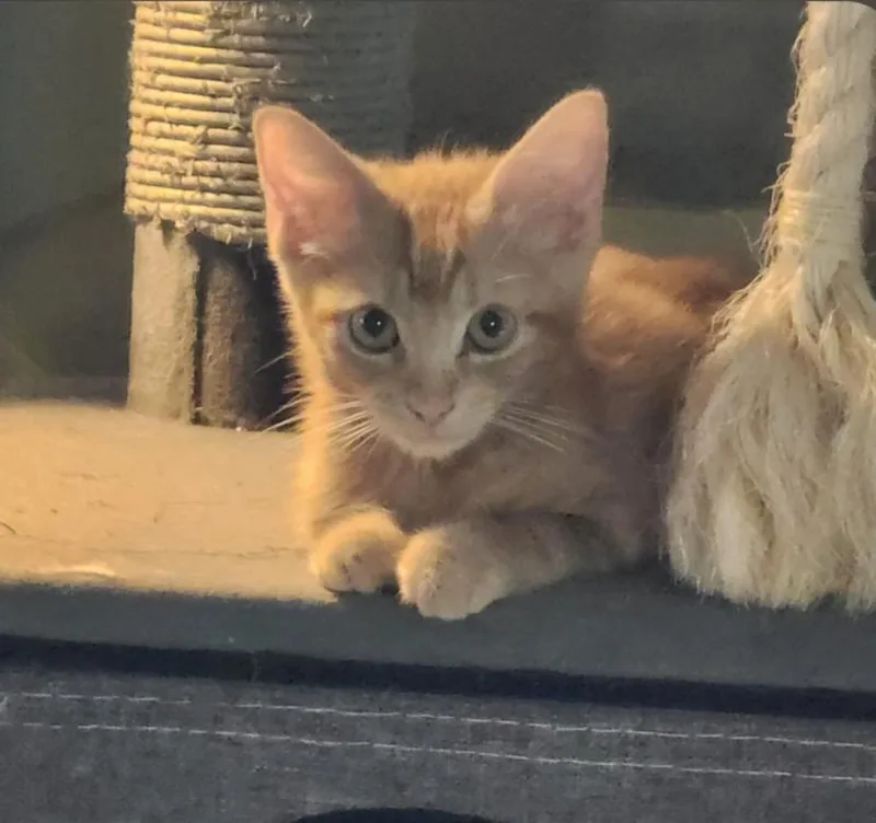 A young medium-sized male Domestic Short Hair cat named Pig Pen for adoption in Phoenix, AZ