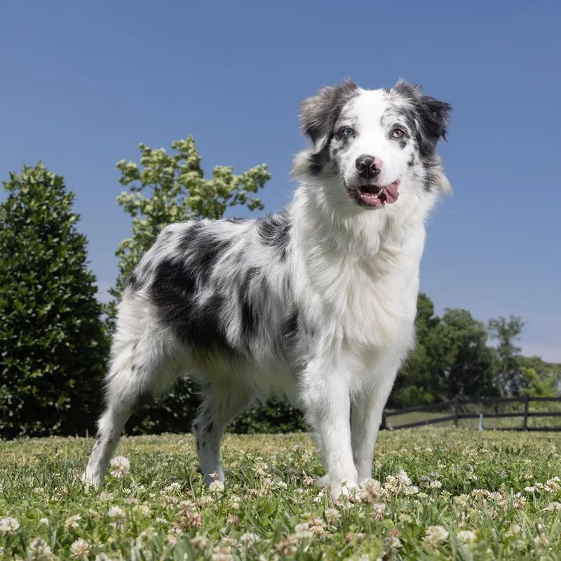 An adult medium-sized male Black Australian Shepherd dog named Rocky for adoption in Franklin, TN
