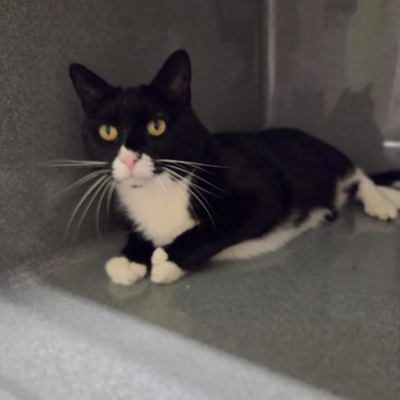 An adult medium-sized male Domestic Short Hair cat named Sylvester for adoption in Paris, ME