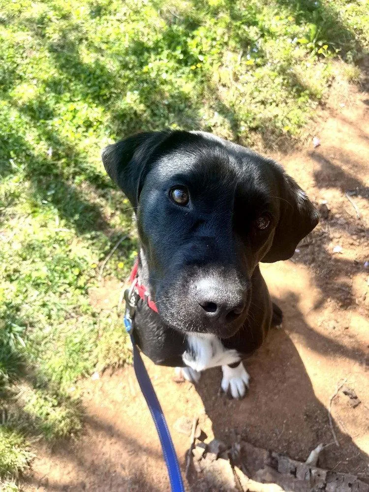 An adult medium-sized female Terrier dog named Juno for adoption in Candler, NC