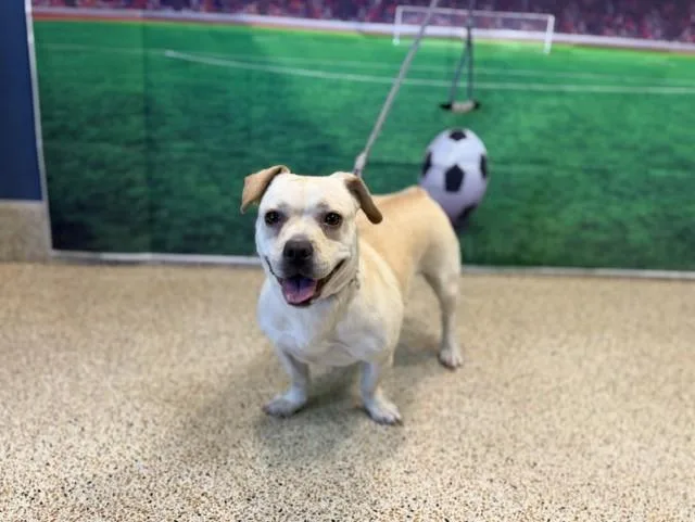 A young medium-sized female Dachshund dog named Mia for adoption in Miami, FL