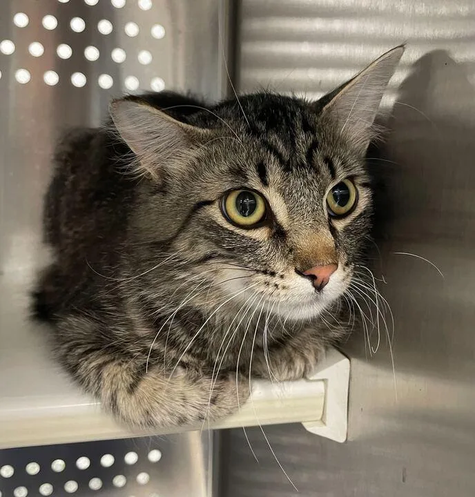 A young medium-sized male Domestic Short Hair cat named Theo for adoption in Jackson, MI