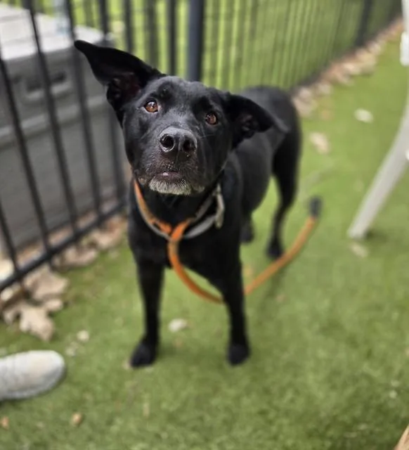 An adult medium-sized male Labrador Retriever dog named Jermaine for adoption in Saint Louis, MO